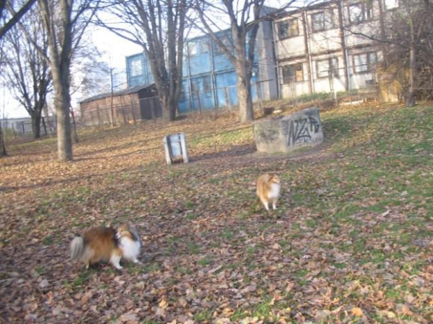 Sheltie - spotkanko jesienne nad dolinką służewiecką