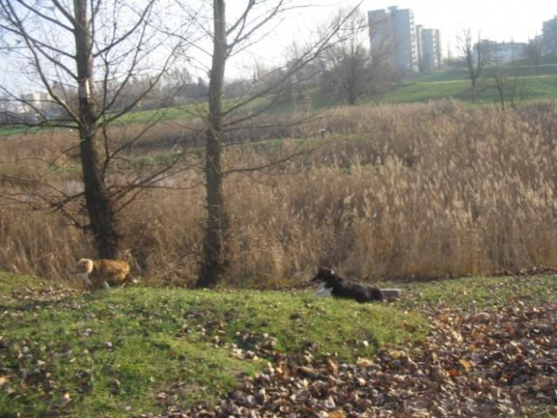 Sheltie - spotkanko jesienne nad dolinką służewiecką