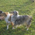 Sheltie - spotkanko jesienne nad dolinką służewiecką