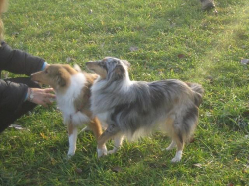 Sheltie - spotkanko jesienne nad dolinką służewiecką