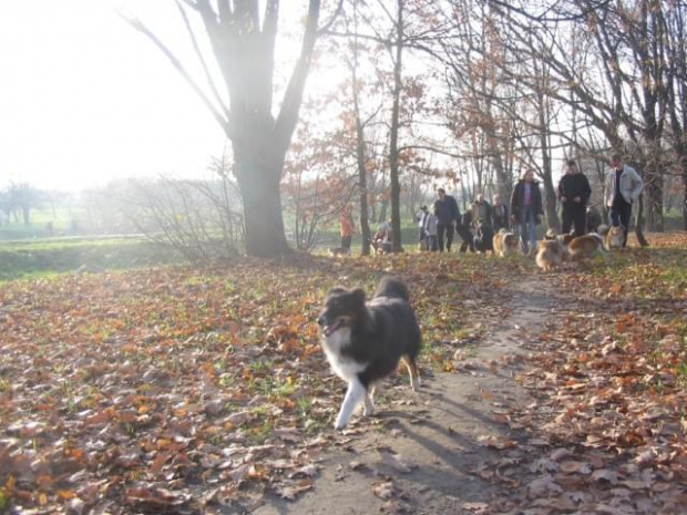 Sheltie - spotkanko jesienne nad dolinką służewiecką