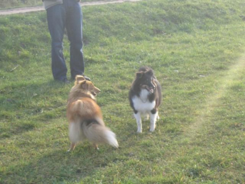 Sheltie - spotkanko jesienne nad dolinką służewiecką