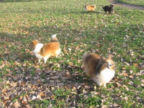 Sheltie - spotkanko jesienne nad dolinką służewiecką