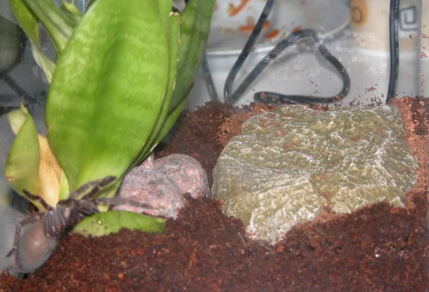 kamień grzwczy w terrarium z Lasiodorą L8