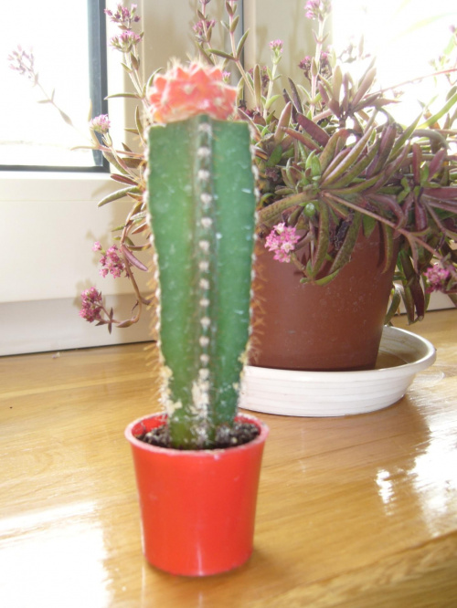 Kaktusik :)