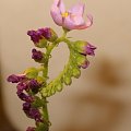 Kwiatek capensisa