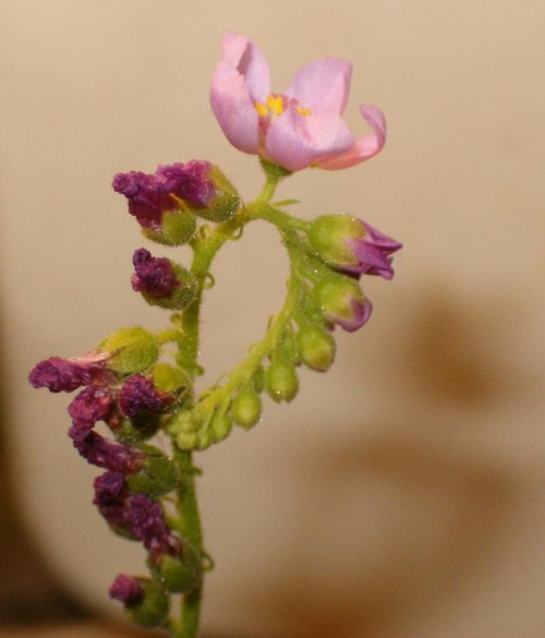 Kwiatek capensisa
