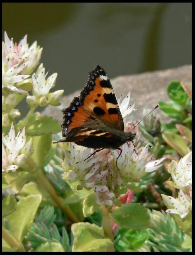 motyl