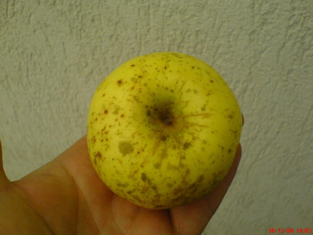 Jaki to gatunek / odmiana jabłka? #JabłkoOwoc