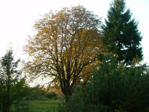 następne wiekowe drzewo, kasztanowiec