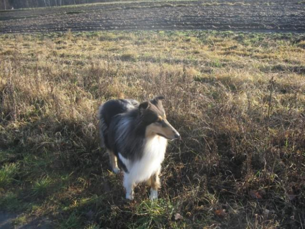 FLUFFY LOVELY ANGEL Hippocampus