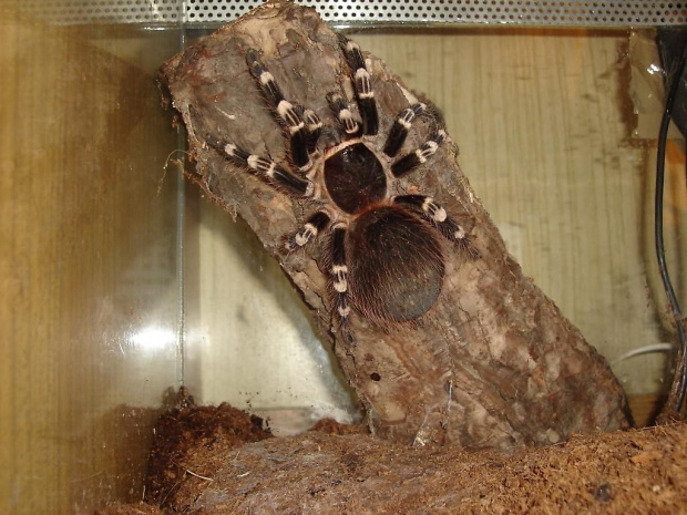 Acanthoscurria geniculata