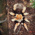 Brachypelma boehmei