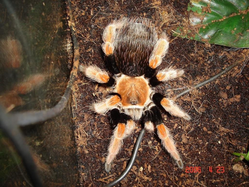 Brachypelma boehmei