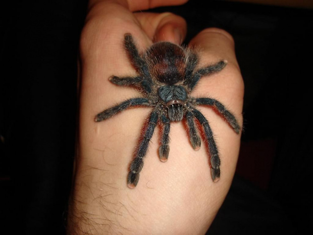 Avicularia metalica