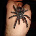 Avicularia metalica