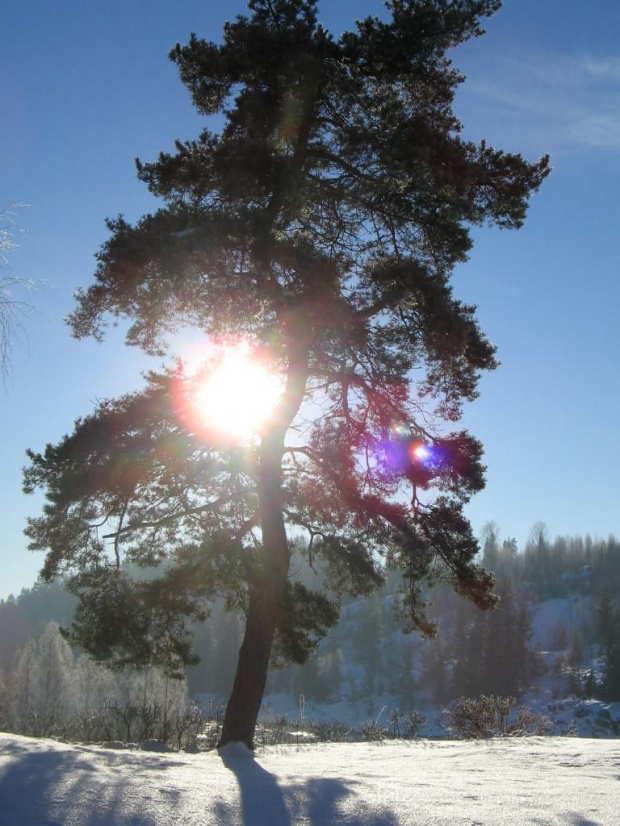 Poranek w Norwegii #Norwegia #natura #słonce #zima #śnieg #woda #rzeka #drzewa