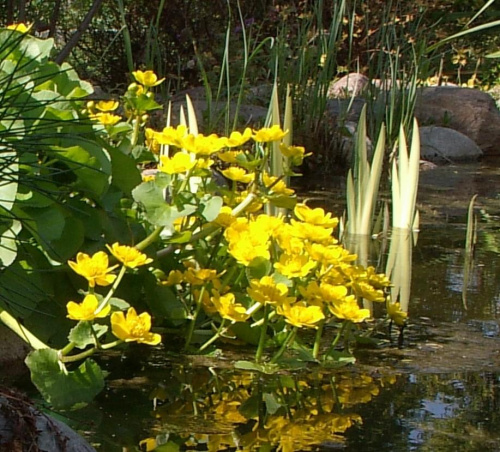 wiosenne kaczeńce, jedne z pierwszych kwiatów w oczku