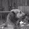Benji