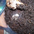 B. albopilosum (L5->L6)