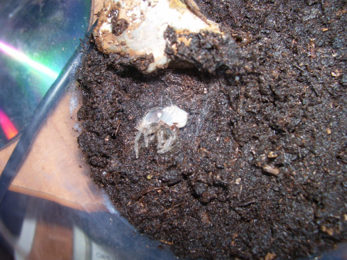 B. albopilosum (L5->L6)