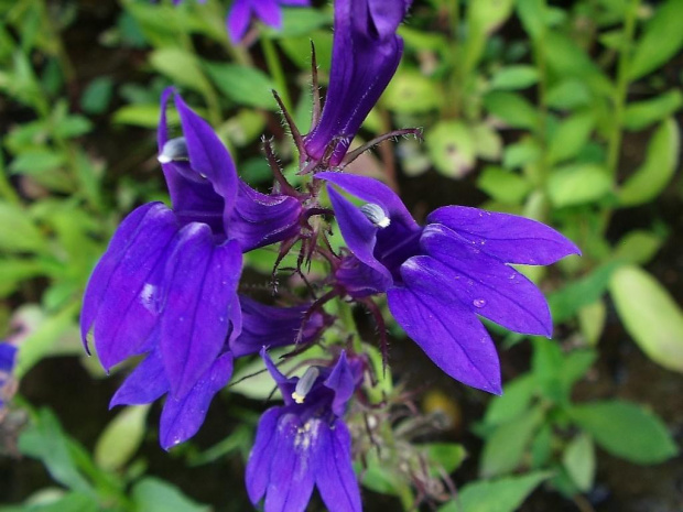 lobelia