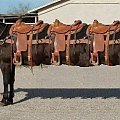Limuzyna w Texasie #smieszne #Konie
