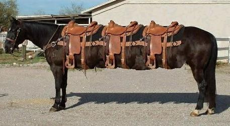 Limuzyna w Texasie #smieszne #Konie
