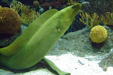 Loro Parque - Murena #Teneryfa