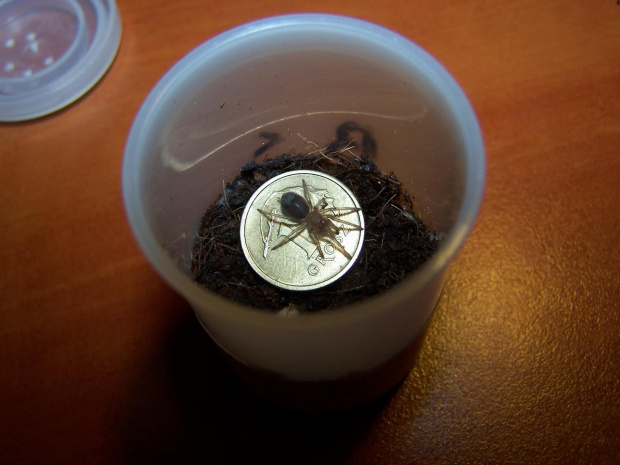 Brachypelma smithi L2 (2)