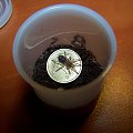 Brachypelma smithi L2 (2)