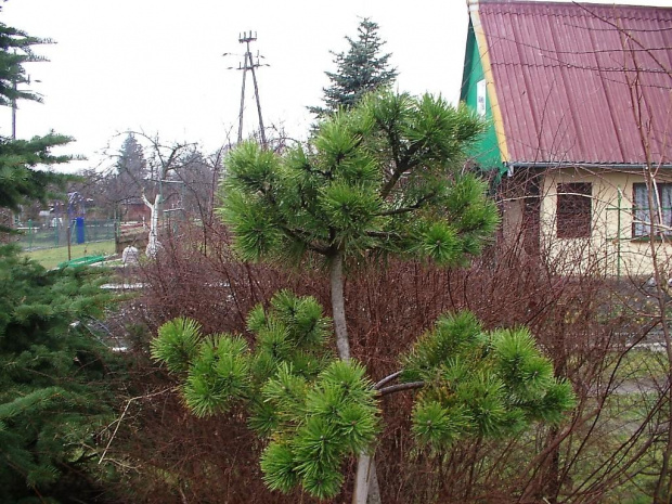 Pinus mugo forma pienna