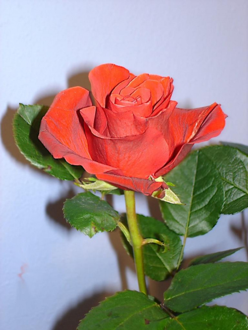 Imieninowe róże dla Ewy.