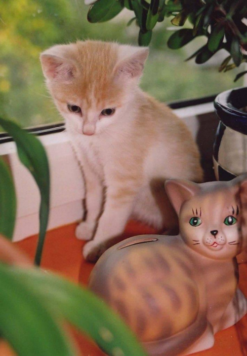 malutki Rudy Leon #koty #kot #kotek #zwierzęta