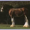 clydesdale