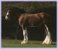 clydesdale