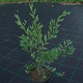 Ulmus pumila IX 2006