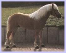 Haflinger