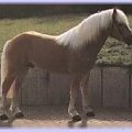 Haflinger