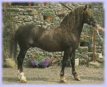 Welsh cob