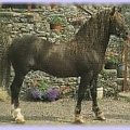 Welsh cob