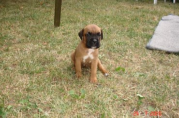 psy #psy #szczeniaki #boxery