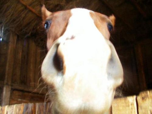 #koń #konie #zwierzęta