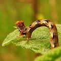 #makro #natura #zwierzęta #owady #robaki