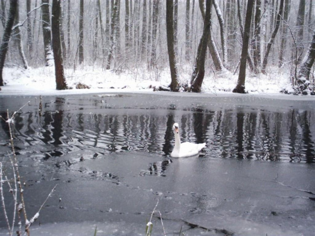 Niebieskie Źródła sceneria zimowa #tomaszów