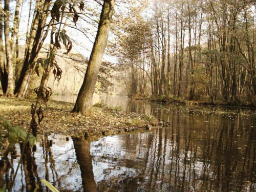 Niebieskie Źródła sceneria jesienna w Tomaszowie Mazowieckim #NiebieskieŹródła #tomaszów