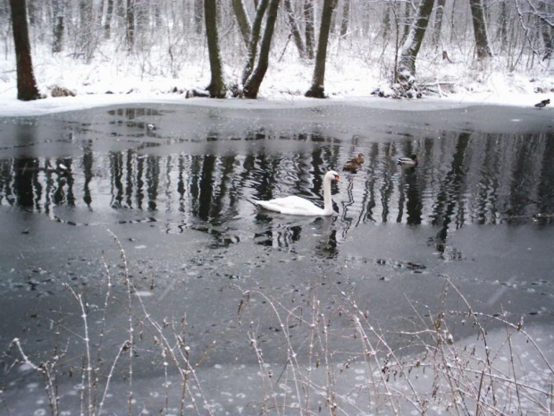 Niebieskie Źródła sceneria zimowa #tomaszów