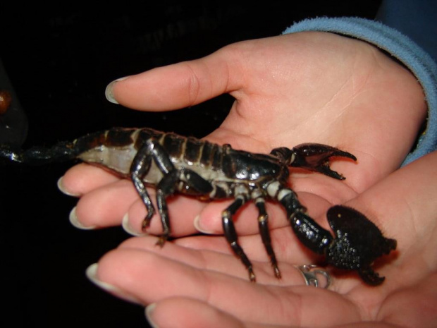 #zwierzęta #skorpion