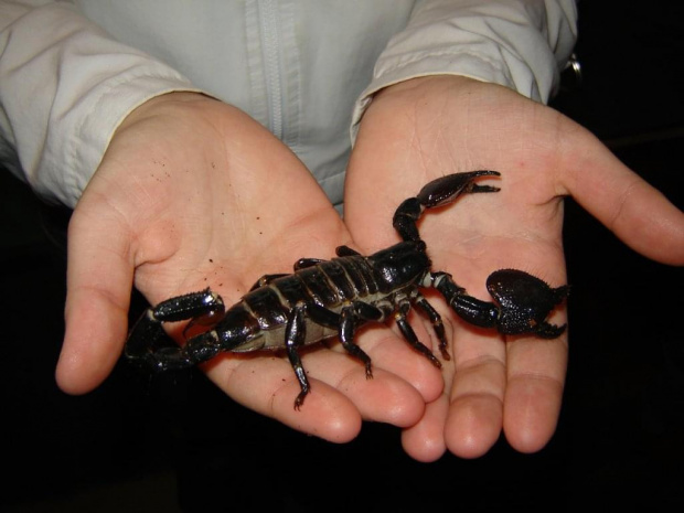 #skorpion #zwierzęta