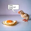 smutne :-( #kurczak #JajkoSadzone